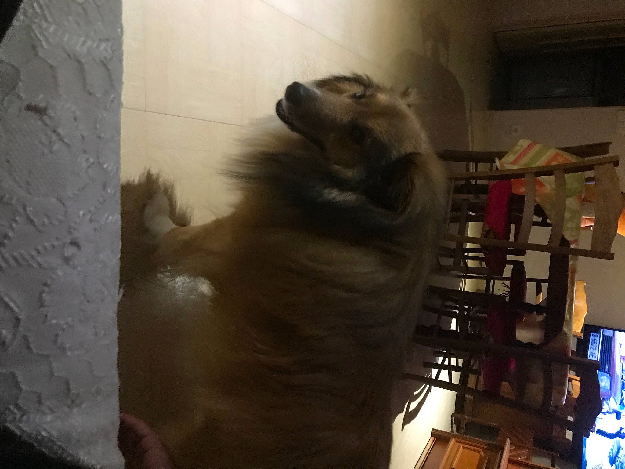 Rico participe au concours pour gagner de l'argent avec cette photo : art, bear, canidae, carnivore, companion_dog, dinosaur, dog_breed, extinction, fang, fur, metal, sculpture, sporting_group, terrestrial_animal, tourist_attraction, tyrannosaurus, visual_arts, working_animal