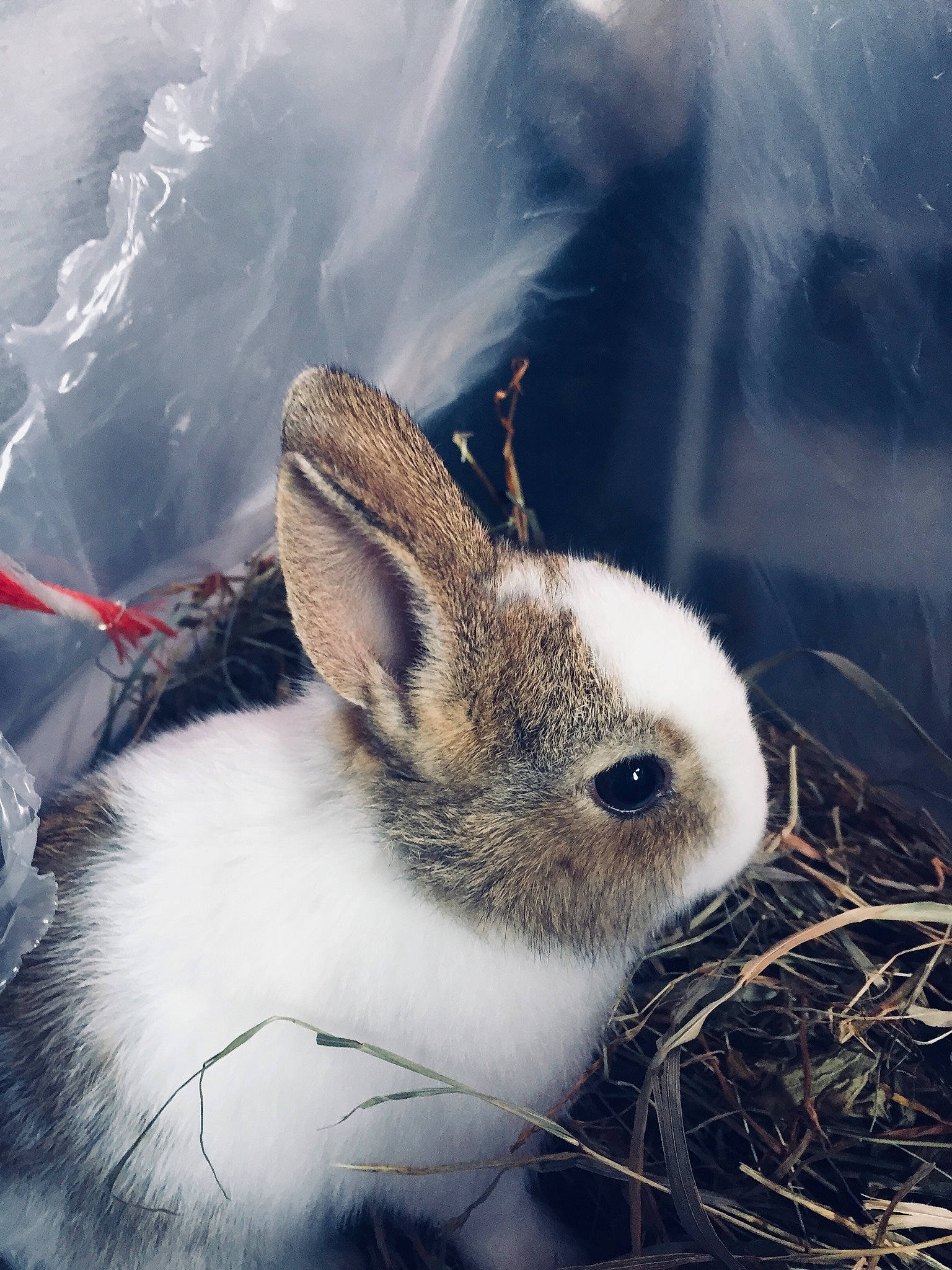 Roger participe au concours pour gagner de l'argent avec cette photo : arctic_hare, audubons_cottontail, domestic_rabbit, ear, hare, mountain_cottontail, organism, rabbit, rabbits_and_hares, sky, snout, snowshoe_hare, whiskers, wildlife, wood_rabbit