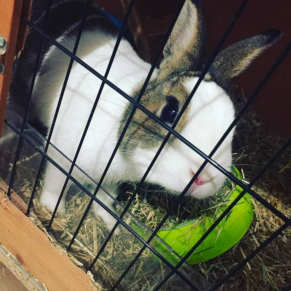 O Black a rejoint le concours — aidez-le/la à gagner de superbes lots ! animal_shelter, cage, canidae, carnivore, domestic_rabbit, ear, rabbit, rabbits_and_hares, snout, whiskers