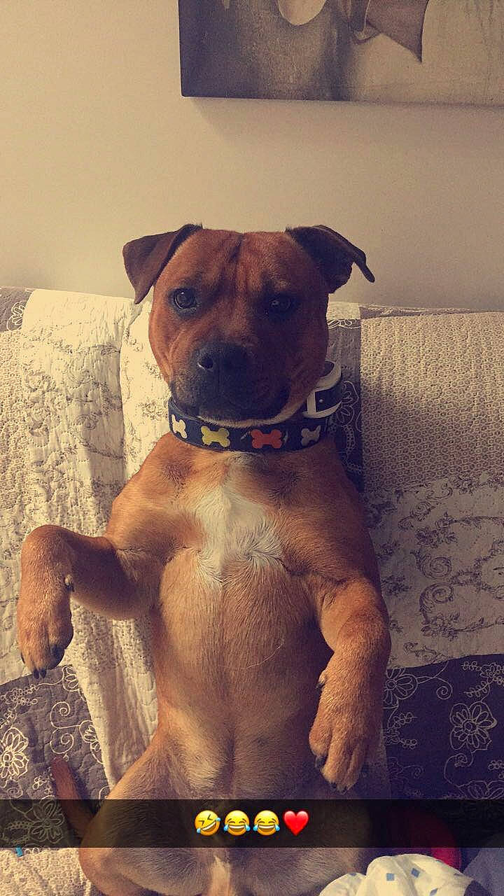 O Black a rejoint le concours — aidez-le/la à gagner de superbes lots ! american_pit_bull_terrier, black_mouth_cur, bullmastiff, canidae, carnivore, dog, dog_breed, fawn, mammal, molosser, muscle, non_sporting_group, puppy, snout, staffordshire_bull_terrier, vertebrate