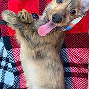 Beau joined the competition — help win amazing prizes! animal, black, blanket, close_up, cute, dog, ears, fur, happy, lying_down, outdoor, pet, plaid, playful, puppy, red, smiling, tongue, tongue_out, young