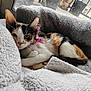 animal, calico, cat, collar, cozy, curious, cute, domestic, fluffy_blanket, fur, gray_cushion, home, indoor, kitten, paw, pet, relaxed, resting, sleepy, window