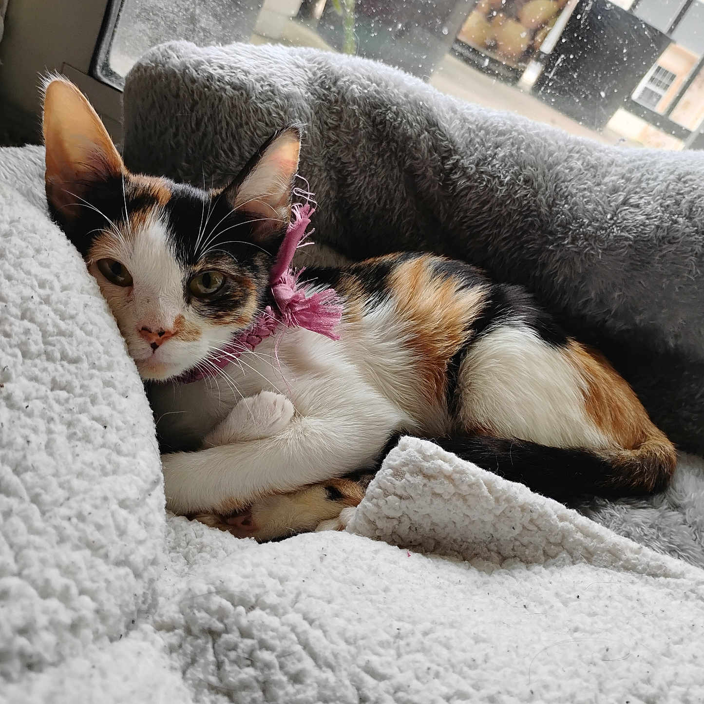 Luna is registered to the contest to win money with this photo: animal, calico, cat, collar, cozy, curious, cute, domestic, fluffy_blanket, fur, gray_cushion, home, indoor, kitten, paw, pet, relaxed, resting, sleepy, window