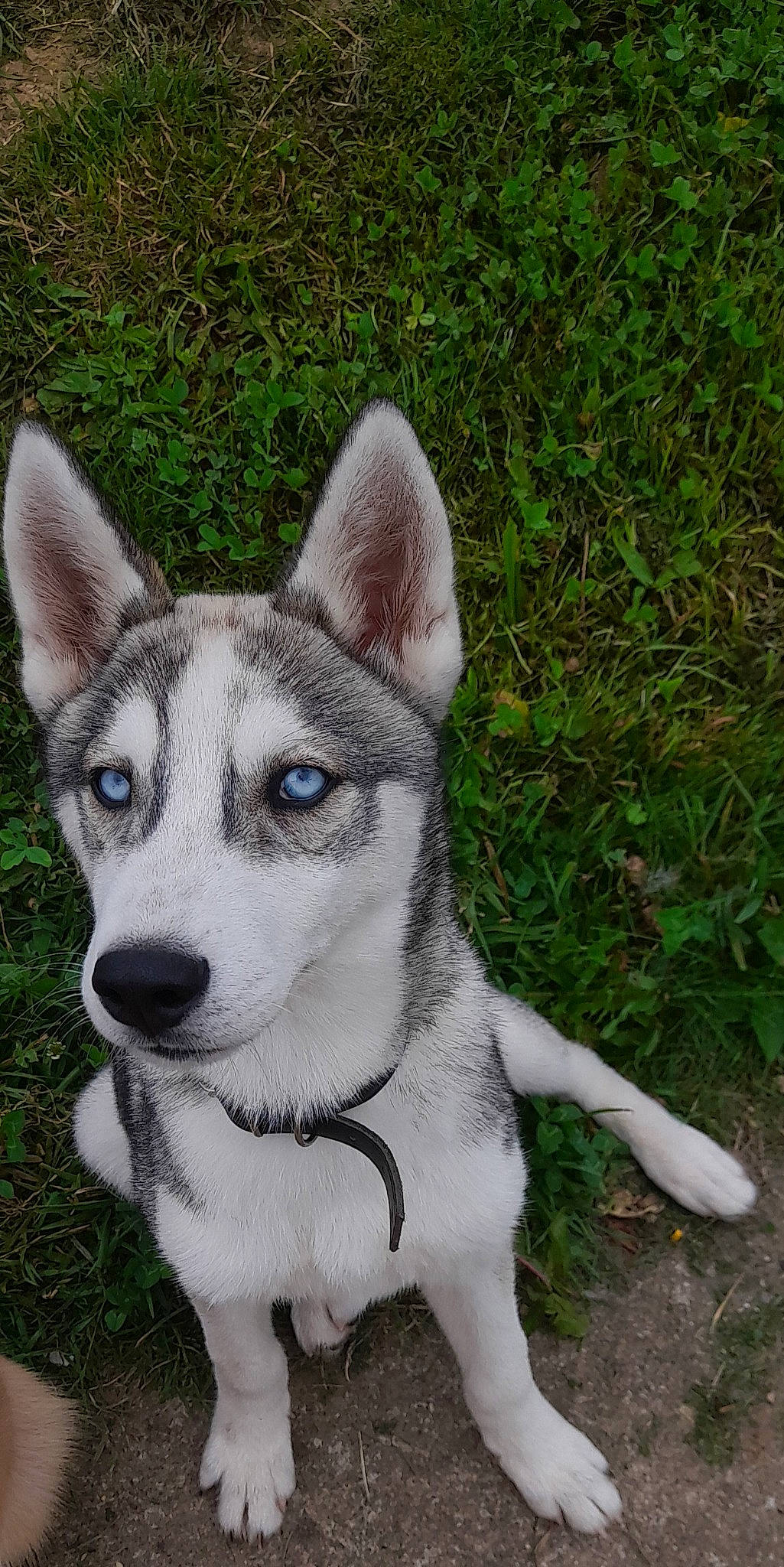 Uky participe au concours pour gagner de l'argent avec cette photo : ancient_dog_breeds, art, canidae, canis, carnivore, collar, companion_dog, dog, dog_breed, fawn, fur, grass, non_sporting_group, sled_dog, snout, sporting_group, terrestrial_animal, whiskers, working_animal, working_dog