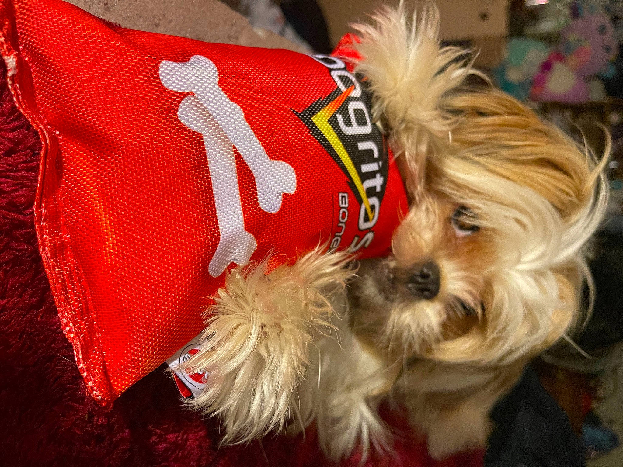 Aurora joined the competition — help win amazing prizes! biewer_terrier, canidae, carnivore, companion_dog, dog, dog_breed, dog_clothes, dog_supply, event, fashion_accessory, fur, maltepoo, pet_supply, small_terrier, snout, sporting_group, terrier, toy_dog, working_animal, yorkipoo