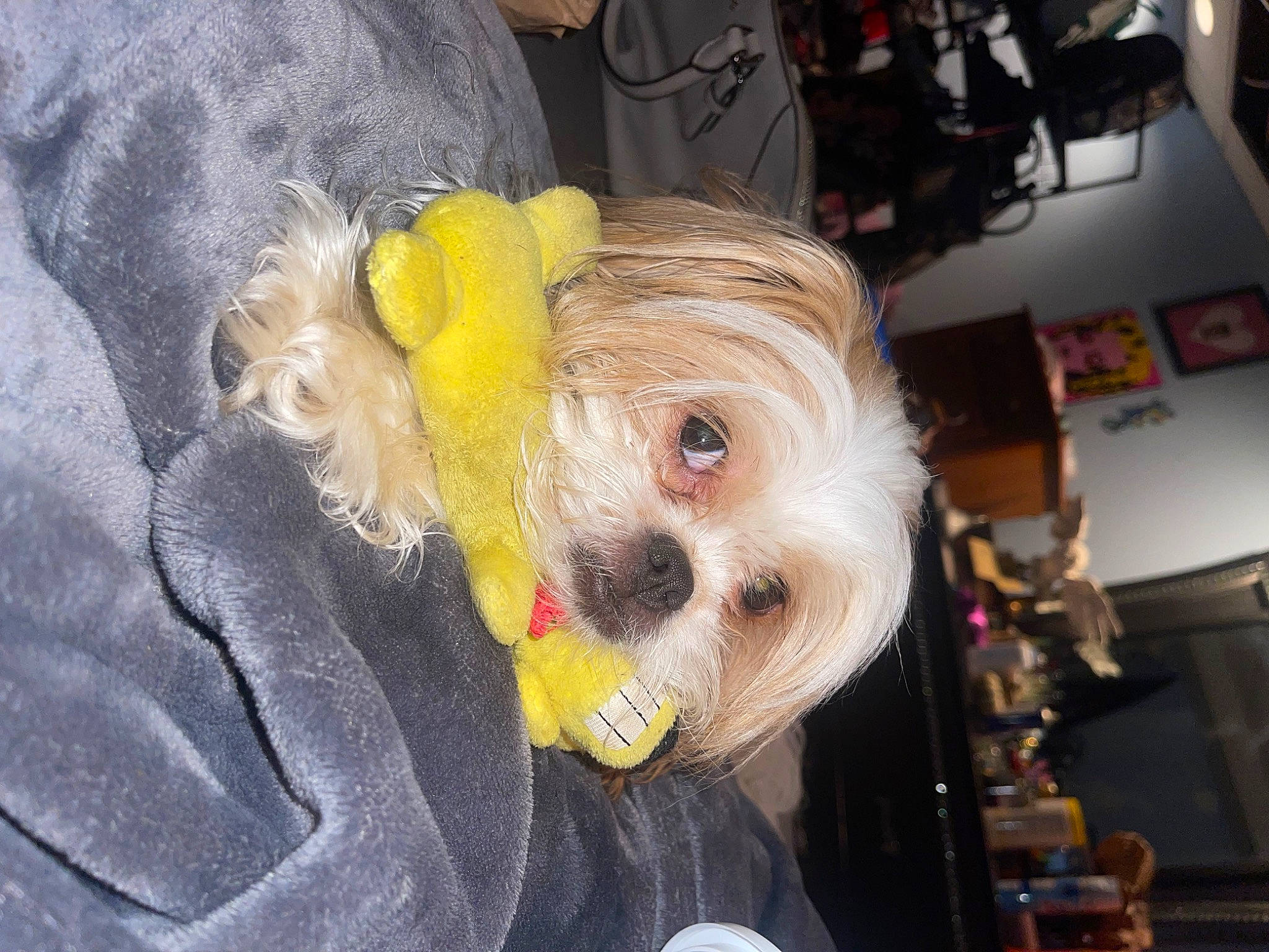 Aurora joined the competition — help win amazing prizes! canidae, carnivore, companion_dog, costume, dog, dog_breed, dog_clothes, dog_supply, fawn, fictional_character, fur, plastic, small_terrier, snout, sporting_group, stuffed_toy, toy, toy_dog, whiskers, wig