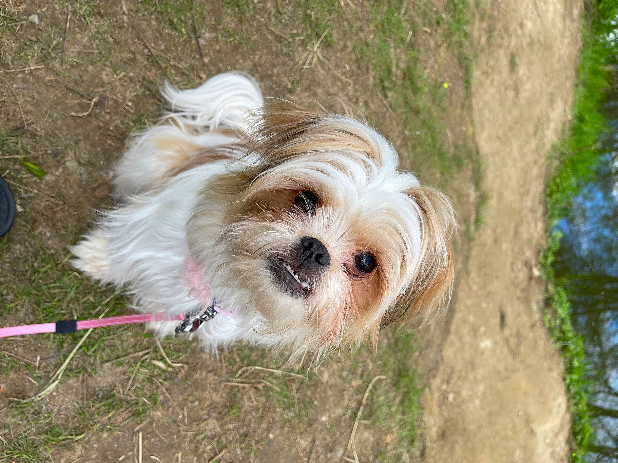 Aurora is registered to the contest to win money with this photo: biewer_terrier, canidae, carnivore, companion_dog, dog, dog_breed, dog_supply, grass, liver, maltepoo, non_sporting_group, plant, shih_tzu, small_terrier, snout, sporting_group, terrier, toy_dog, tree, working_animal