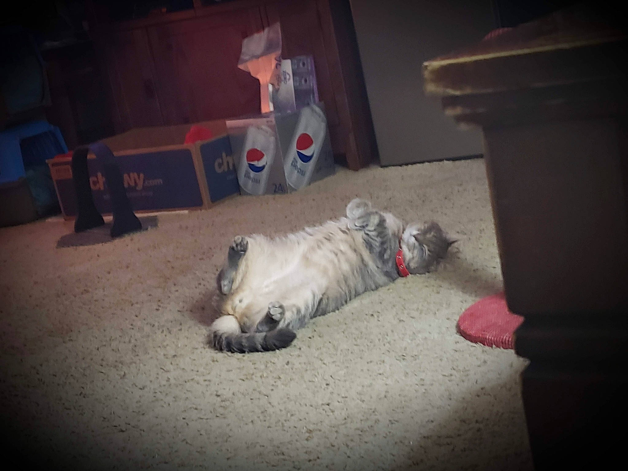 Simon joined the competition — help win amazing prizes! canidae, carnivore, companion_dog, dog, dog_breed, fawn, mammal, non_sporting_group, pug, snout, sporting_group