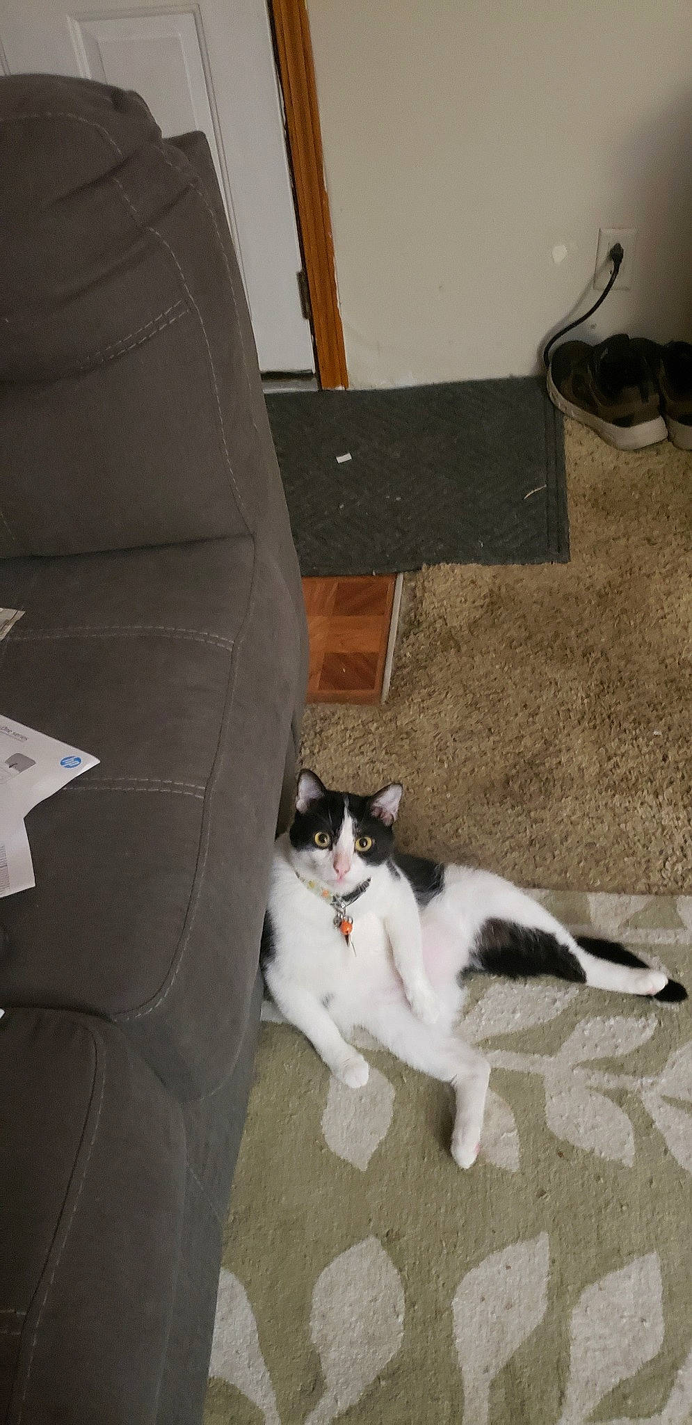 Marco joined the competition — help win amazing prizes! aegean_cat, carnivore, cat, domestic_short_haired_cat, european_shorthair, felidae, floor, kitten, leg, polydactyl_cat, small_to_medium_sized_cats, tail, whiskers