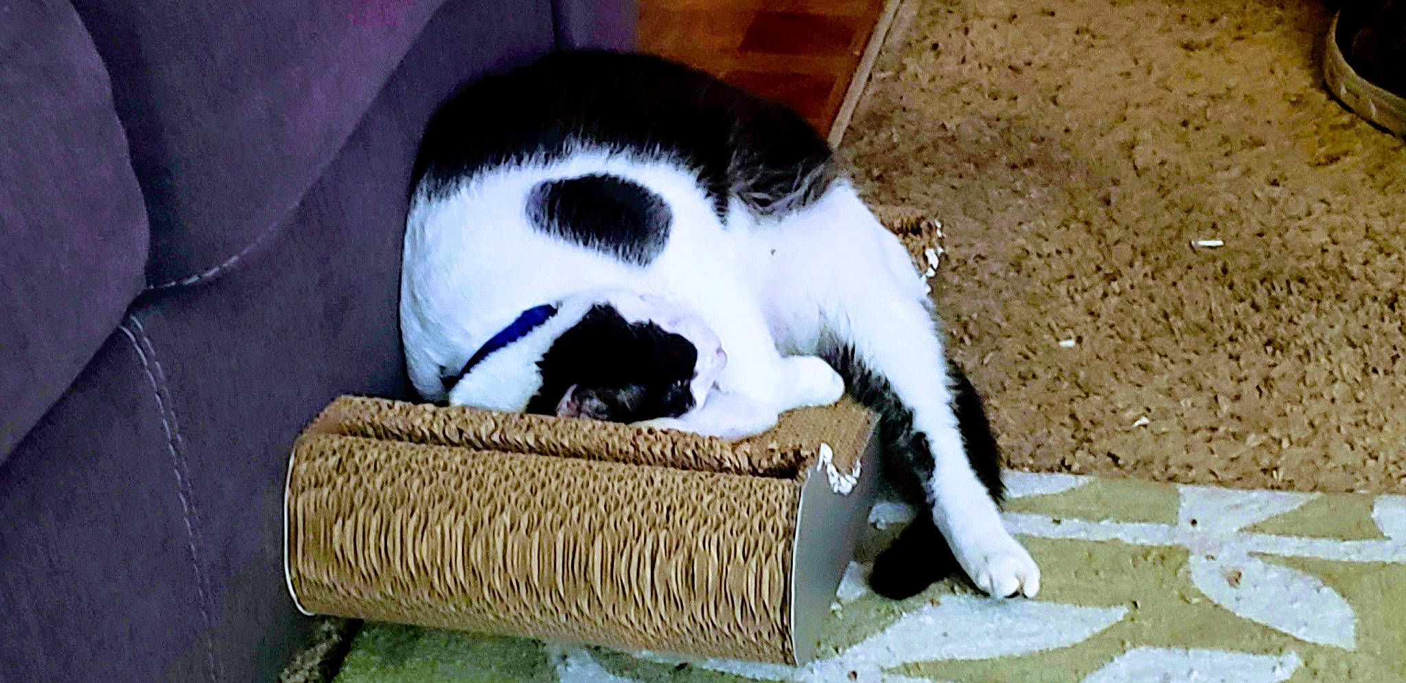 Marco is registered to the contest to win money with this photo: carnivore, cat, domestic_short_haired_cat, felidae, small_to_medium_sized_cats, whiskers