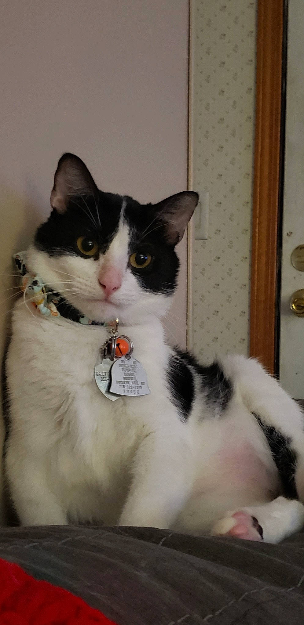 Marco is registered to the contest to win money with this photo: aegean_cat, american_wirehair, black_and_white, carnivore, cat, domestic_long_haired_cat, domestic_short_haired_cat, eye, felidae, fur, japanese_bobtail, kitten, mammal, norwegian_forest_cat, polydactyl_cat, ragamuffin, small_to_medium_sized_cats, tail, vertebrate, whiskers