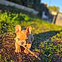 puppy, french_bulldog, dog, stick, grass, earth, outdoor, sunlight, shadow, ears, cute, pet, young, animal, nature, playful, closeup, daylight, suburban, focused