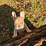 Arlow a rejoint le concours — aidez-le/la à gagner de superbes lots ! animal, brown, closeup, curious, cute, dog, ears, french_bulldog, grass, leaves, mammal, nature, outdoor, pet, puppy, shadow, small, sunlight, tree_bark, young
