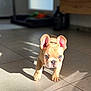 Arlow a rejoint le concours — aidez-le/la à gagner de superbes lots ! puppy, dog, french_bulldog, blue_eyes, ears, walking, shadow, sunlight, tile_floor, indoor, pet, cute, animal, young, small, curious, canine, mammal, adorable, front_view