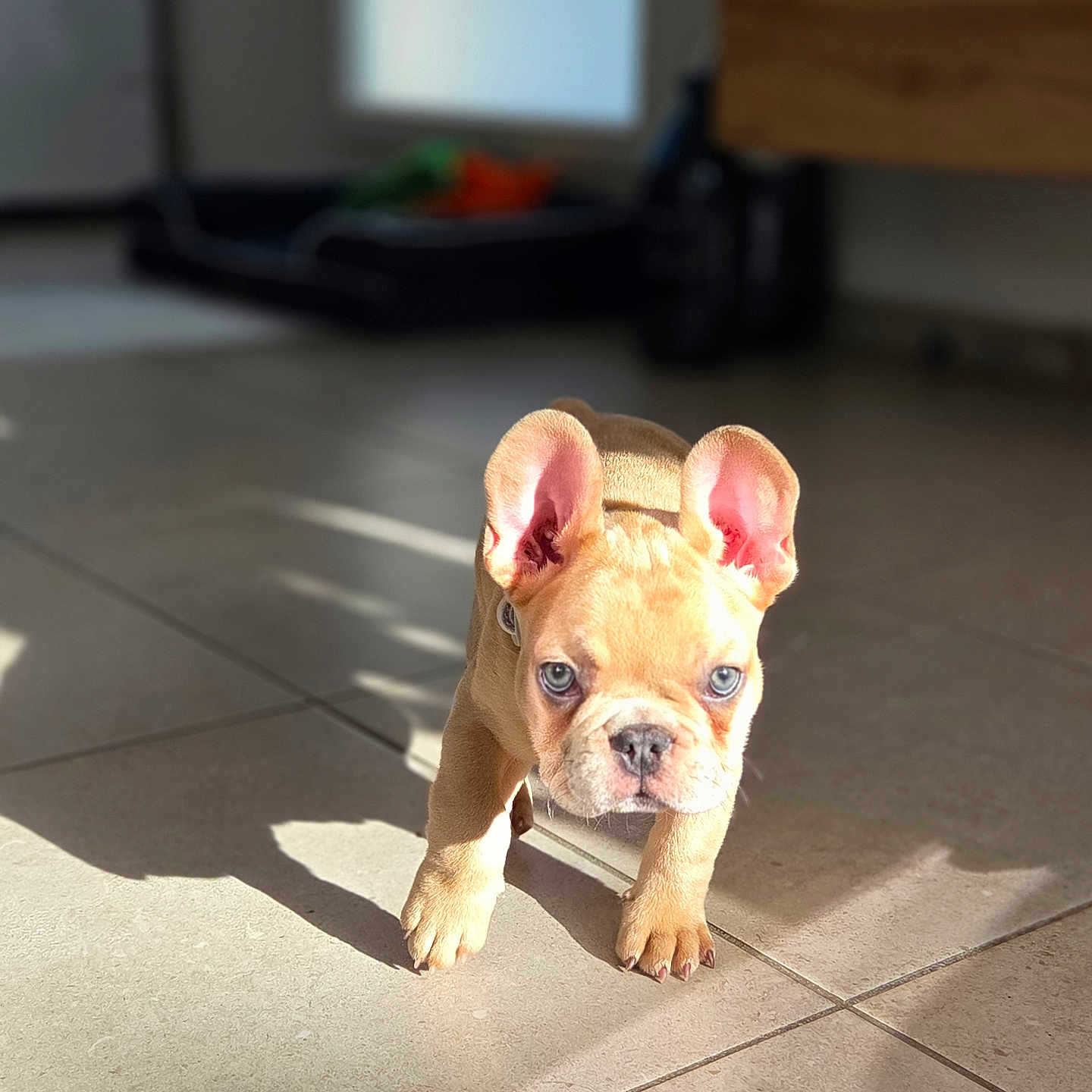 Arlow a rejoint le concours — aidez-le/la à gagner de superbes lots ! adorable, animal, blue_eyes, canine, curious, cute, dog, ears, french_bulldog, front_view, indoor, mammal, pet, puppy, shadow, small, sunlight, tile_floor, walking, young