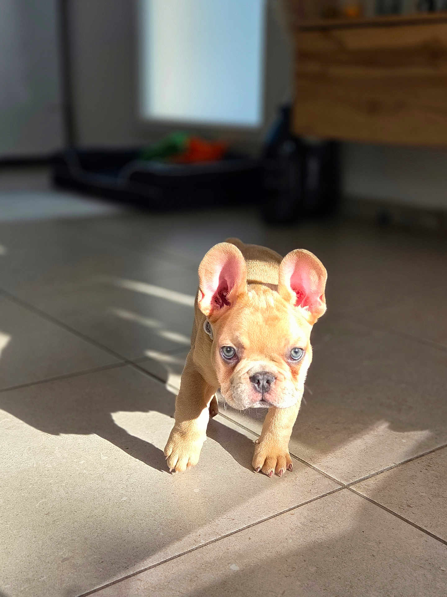 Arlow a rejoint le concours — aidez-le/la à gagner de superbes lots ! puppy, dog, french_bulldog, blue_eyes, ears, walking, shadow, sunlight, tile_floor, indoor, pet, cute, animal, young, small, curious, canine, mammal, adorable, front_view