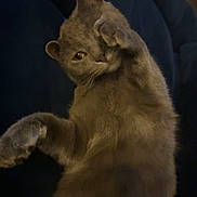 Hermes participe au concours pour gagner de l'argent avec cette photo : cat, gray_cat, paw, stretching, cute, pet, feline, indoor, cushion, relaxing, fur, whiskers, claws, playful, animal, closeup, cozy, dark_background, soft_texture, sleepy