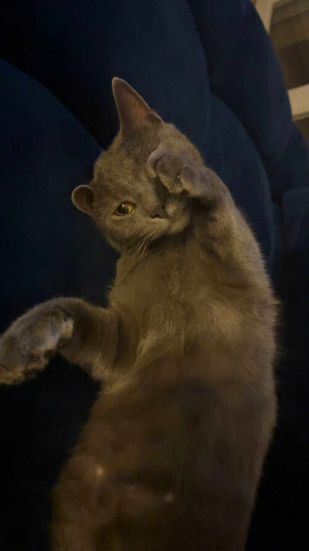 Hermes participe au concours pour gagner de l'argent avec cette photo : cat, gray_cat, paw, stretching, cute, pet, feline, indoor, cushion, relaxing, fur, whiskers, claws, playful, animal, closeup, cozy, dark_background, soft_texture, sleepy