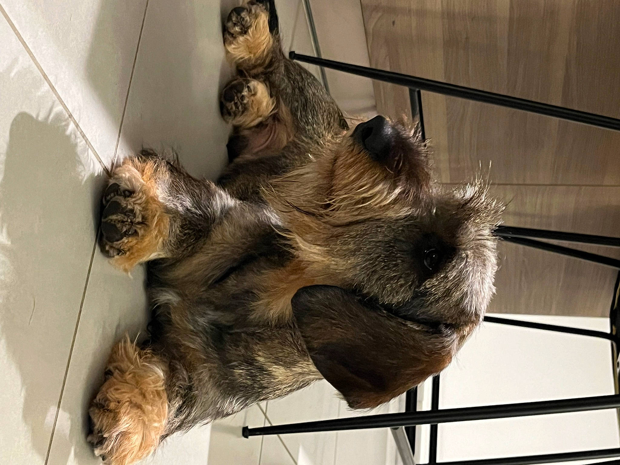 Univers participe au concours pour gagner de l'argent avec cette photo : animal_shelter, bat, canidae, carnivore, claw, dog_breed, fur, liver, metal, pet_supply, sloth, snout, sporting_group, tail, terrestrial_animal