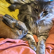 Mickey a rejoint le concours — aidez-le/la à gagner de superbes lots ! cat, rabbit, pet, animal, furry, fluffy, gray_cat, brown_rabbit, bed, blanket, cozy, resting, companion, indoor, cute, closeup, domestic, cute_animals, relaxed, friendly