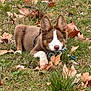 animal, autumn, brown, canine, cute, dog, ears, fall, field, fur, grass, leaves, lying, nature, outdoor, pet, playful, puppy, white, young