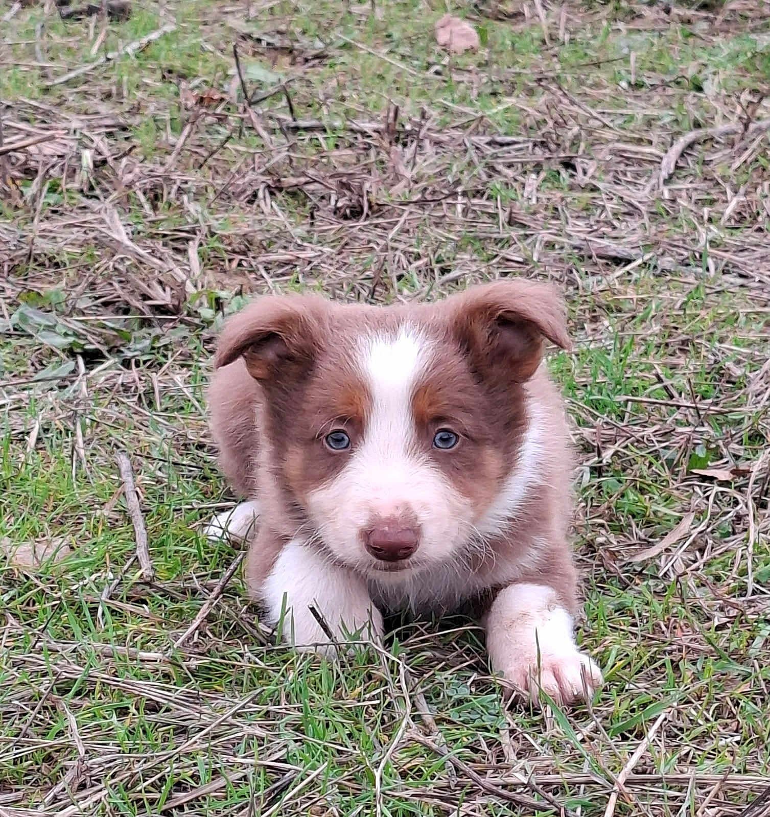 Athos a rejoint le concours — aidez-le/la à gagner de superbes lots ! puppy, dog, grass, outdoor, animal, cute, pet, brown, white, fur, eyes, ears, nature, young, lying_down, adorable, closeup, face, muzzle, playful