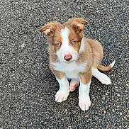 Athos a rejoint le concours — aidez-le/la à gagner de superbes lots ! puppy, dog, blue_eyes, sitting, outdoor, asphalt, fur, cute, pet, animal, young, brown, white, small, ears, tail, looking_up, adorable, ground, texture