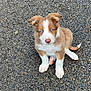 puppy, dog, blue_eyes, sitting, outdoor, asphalt, fur, cute, pet, animal, young, brown, white, small, ears, tail, looking_up, adorable, ground, texture