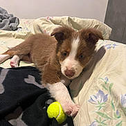 Athos participe au concours pour gagner de l'argent avec cette photo : puppy, dog, bed, blanket, tennis_ball, paw, fur, cute, pet, indoor, resting, animal, young, brown, white, fluffy, toy, cozy, sleepy, domestic