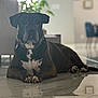 dog, black_dog, white_markings, lying_down, marble_floor, reflection, indoor, living_room, furniture, chair, plant, calm, pet, domestic_animal, collar, floor, relaxing, portrait, home, animal