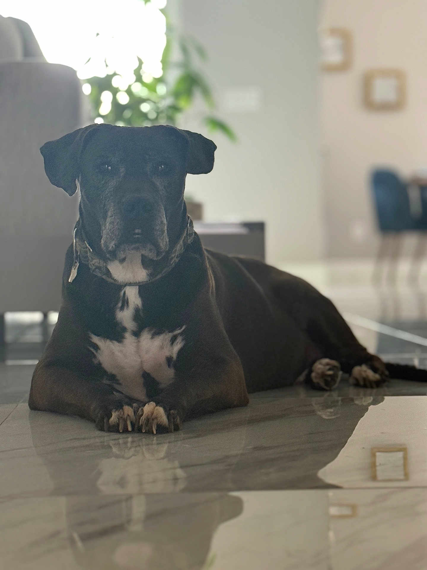 Louie
