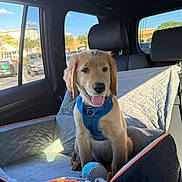 Bruno joined the competition — help win amazing prizes! golden_retriever, puppy, dog, car_interior, car_seat, dog_harness, plush_toy, sunlight, window, quilted_cover, pet, vehicle, happy, sitting, young_dog, domestic_animal, transport, blue_harness, daylight, cute