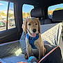 golden_retriever, puppy, dog, car_interior, car_seat, dog_harness, plush_toy, sunlight, window, quilted_cover, pet, vehicle, happy, sitting, young_dog, domestic_animal, transport, blue_harness, daylight, cute