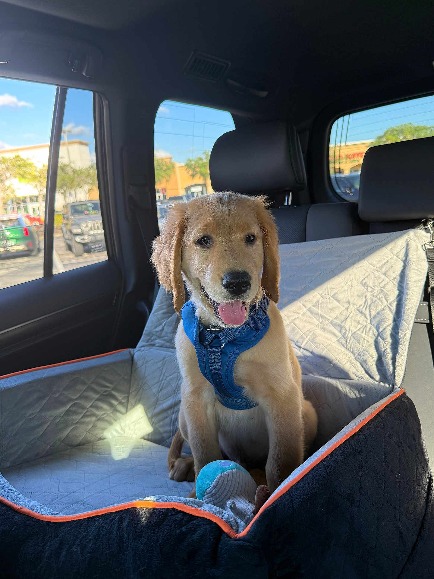 Bruno joined the competition — help win amazing prizes! golden_retriever, puppy, dog, car_interior, car_seat, dog_harness, plush_toy, sunlight, window, quilted_cover, pet, vehicle, happy, sitting, young_dog, domestic_animal, transport, blue_harness, daylight, cute