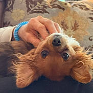 Tucker is registered to the contest to win money with this photo: animal, bed, blanket, bracelet, brown_fur, cute, dog, eyes, fluffy, hand, indoor, long_hair, lying_down, nose, pet, petting, playful, puppy, small_dog, upside_down
