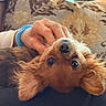 animal, bed, blanket, bracelet, brown_fur, cute, dog, eyes, fluffy, hand, indoor, long_hair, lying_down, nose, pet, petting, playful, puppy, small_dog, upside_down