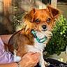 Tucker is registered to the contest to win money with this photo: arm, being_held, brown_fur, collar, dark_eyes, dog, fluffy, harness, long_ears, nose, outdoor, patio, person, pet, plants, portrait, potted_plant, puppy, small_dog, white_chest