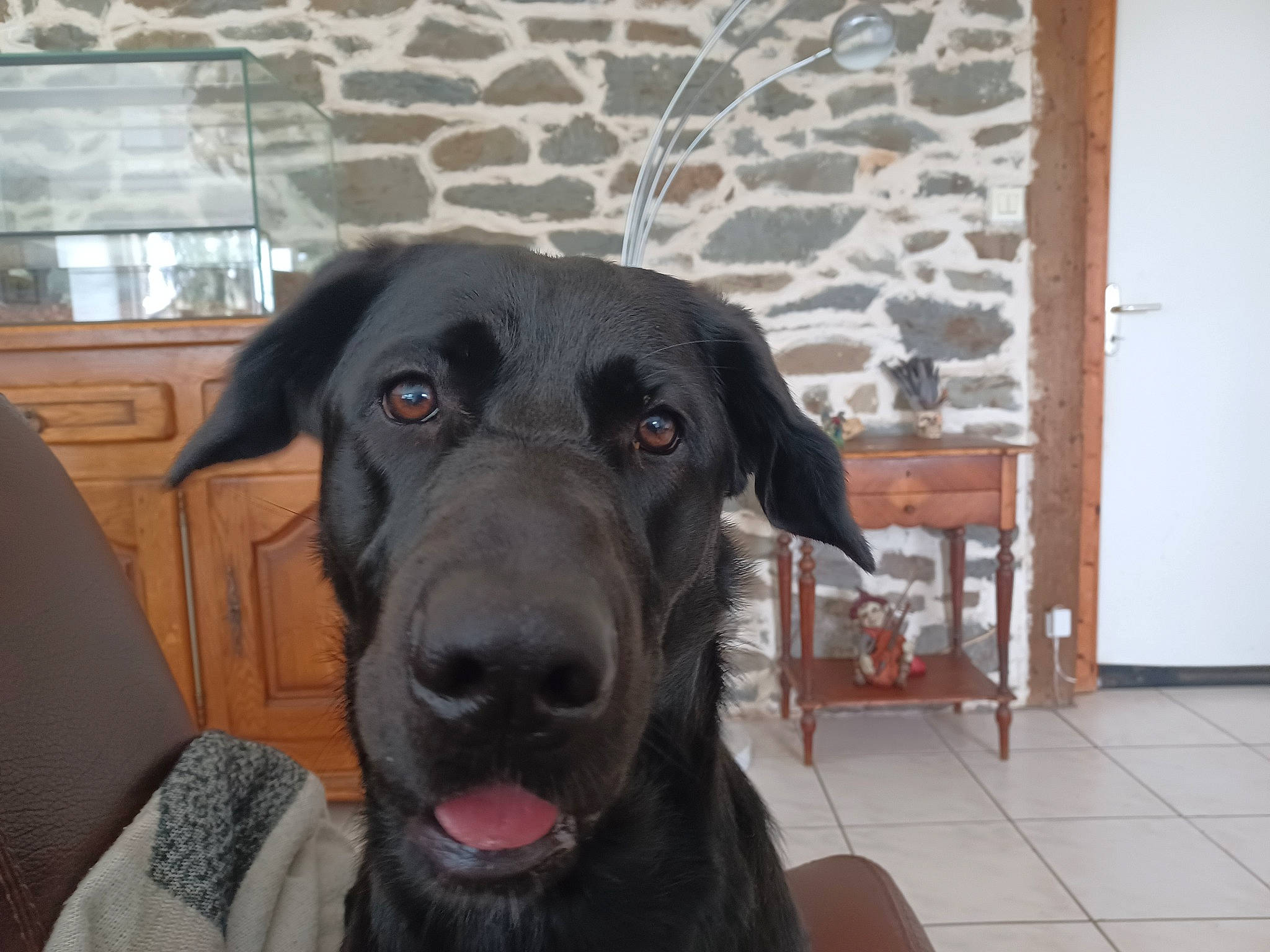 Bucky participe au concours pour gagner de l'argent avec cette photo : borador, canidae, carnivore, chair, companion_dog, dog, dog_breed, flooring, fur, guard_dog, gun_dog, liver, plant, retriever, snout, sporting_group, terrestrial_animal, whiskers, working_animal, working_dog