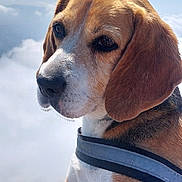 Louna a rejoint le concours — aidez-le/la à gagner de superbes lots ! dog, beagle, pet, animal, outdoor, sky, clouds, harness, close_up, portrait, canine, fur, ears, snout, nature, daylight, stone, paw, watching, calm