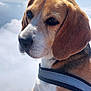 dog, beagle, pet, animal, outdoor, sky, clouds, harness, close_up, portrait, canine, fur, ears, snout, nature, daylight, stone, paw, watching, calm