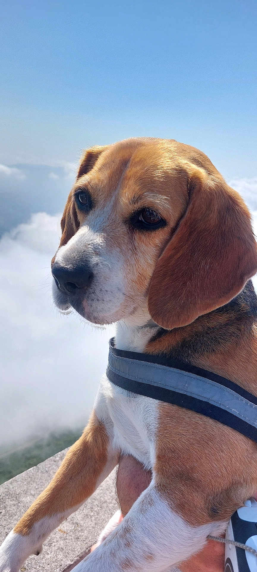 Louna a rejoint le concours — aidez-le/la à gagner de superbes lots ! dog, beagle, pet, animal, outdoor, sky, clouds, harness, close_up, portrait, canine, fur, ears, snout, nature, daylight, stone, paw, watching, calm