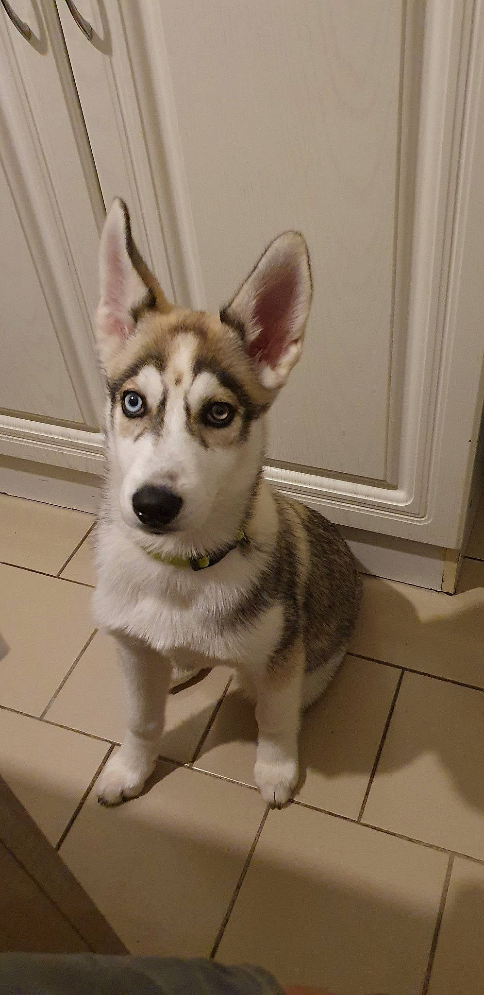 Roxy a rejoint le concours — aidez-le/la à gagner de superbes lots ! alaskan_klee_kai, alaskan_malamute, canadian_eskimo_dog, canidae, carnivore, dog, dog_breed, mammal, miniature_siberian_husky, native_american_indian_dog, northern_inuit_dog, saarloos_wolfdog, sakhalin_husky, seppala_siberian_sleddog, siberian_husky, sled_dog, snout, tamaskan_dog, vertebrate, wolfdog