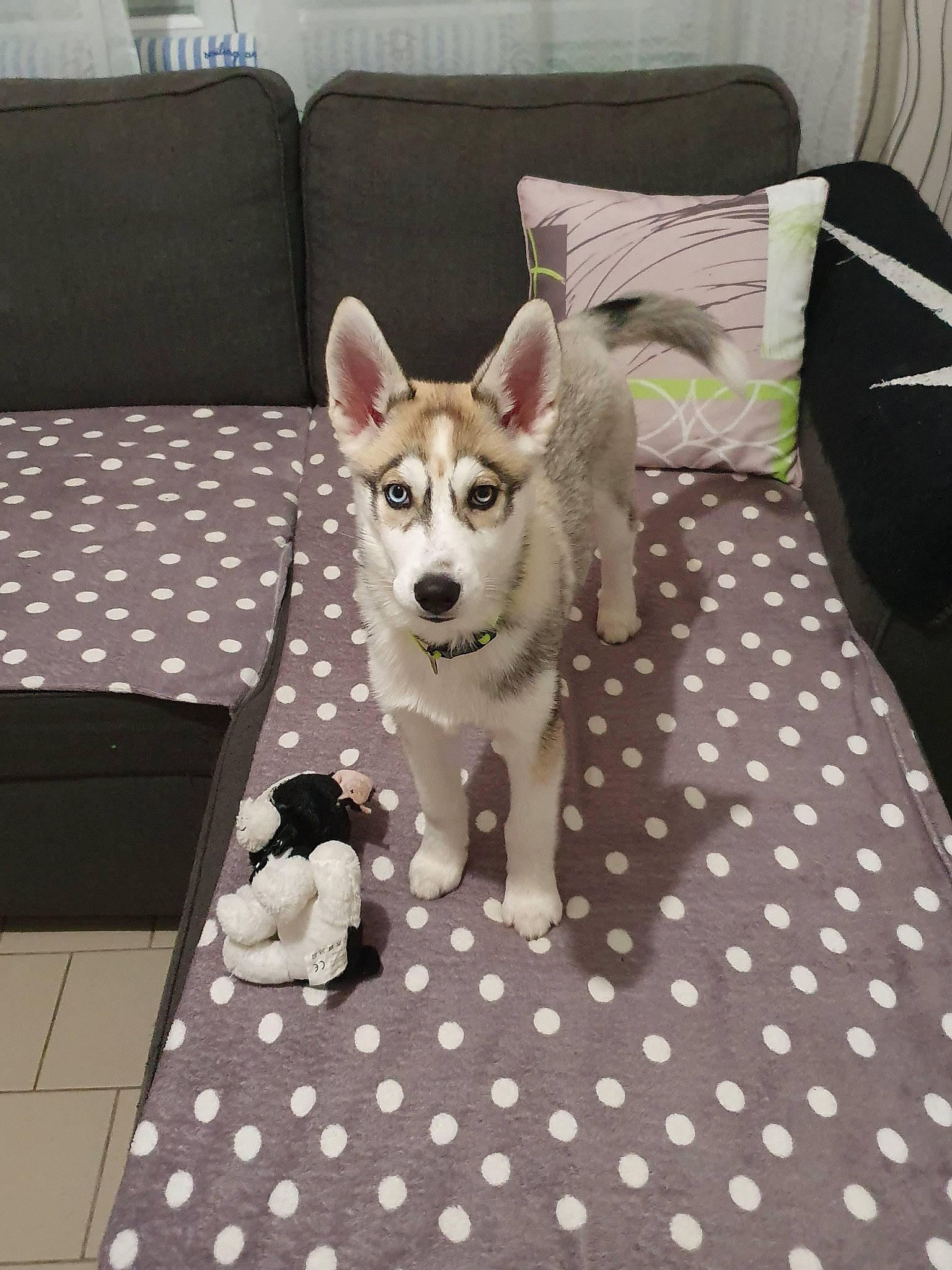 Roxy participe au concours pour gagner de l'argent avec cette photo : alaskan_klee_kai, alaskan_malamute, canaan_dog, canadian_eskimo_dog, canidae, carnivore, czechoslovakian_wolfdog, design, dog, dog_breed, mammal, northern_inuit_dog, pattern, sakhalin_husky, siberian_husky, sled_dog, tamaskan_dog, vertebrate, wolfdog, working_dog