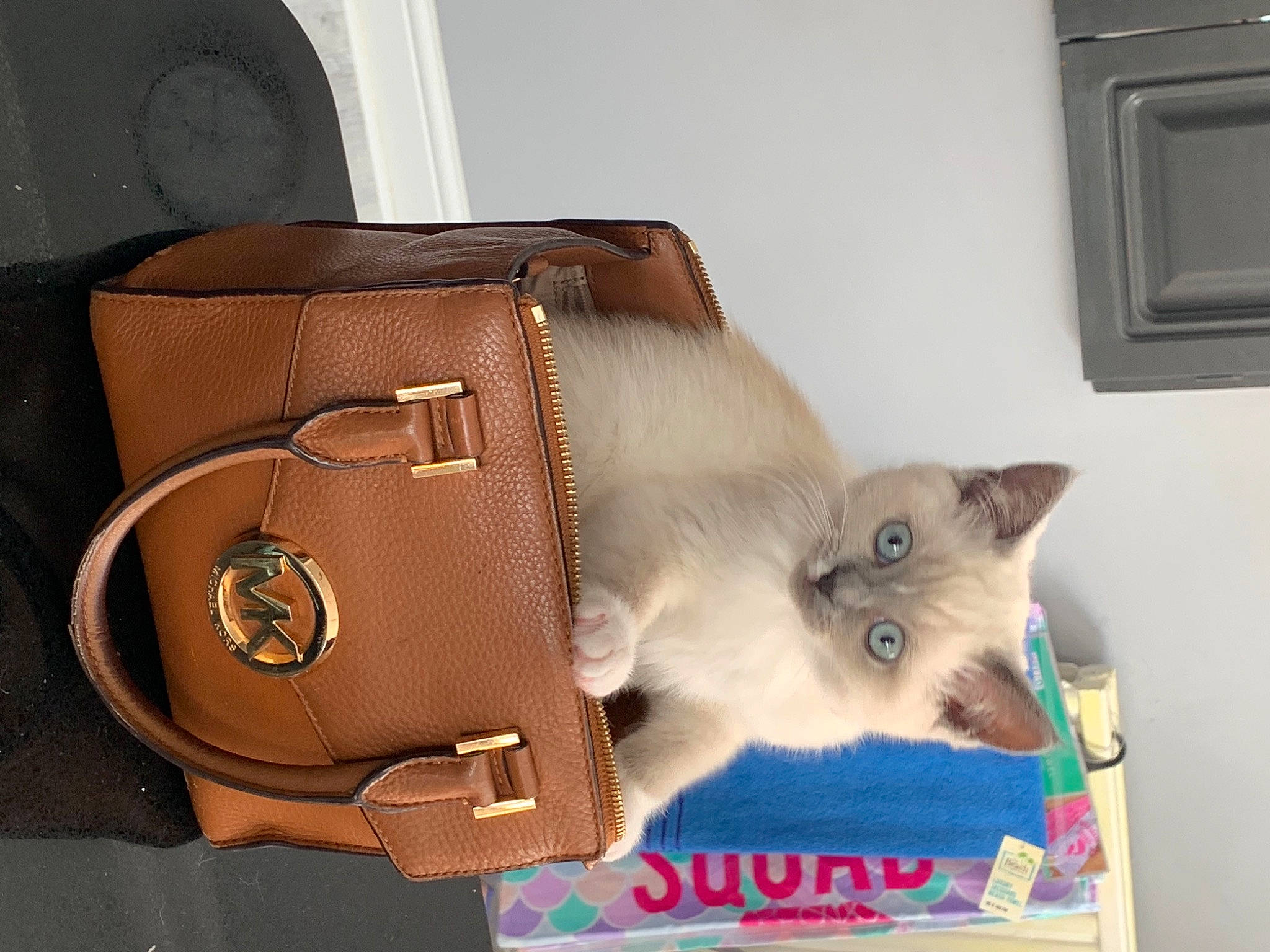 Luna is registered to the contest to win money with this photo: bag, baggage, balinese, box, briefcase, business_bag, carnivore, cat, fashion_accessory, fawn, felidae, fur, leather, luggage_and_bags, shoulder_bag, siamese, small_to_medium_sized_cats, strap, thai, whiskers