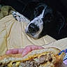 dog, black_and_white, blanket, food, cheeseburger, hand, indoor, pet, looking, resting, bed, animal, snack, closeup, nose, paw, curious, cute, comfort, waiting