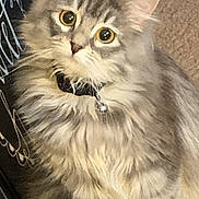 Bean joined the competition — help win amazing prizes! cat, kitten, fluffy, gray_fur, long_hair, golden_eyes, collar, indoors, carpet, sitting, portrait, pet, cute, adorable, looking_at_camera, whiskers, ears, paws, household, vertical_photo