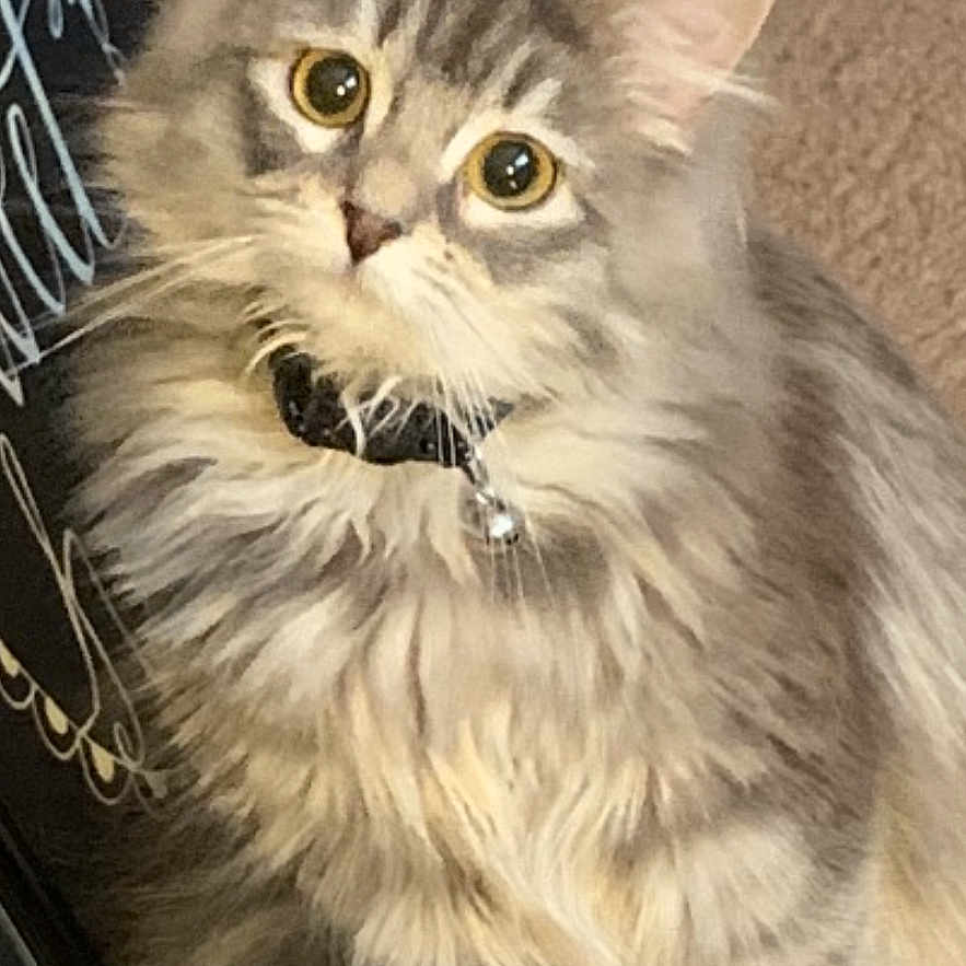 Bean