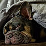 Gizmo joined the competition — help win amazing prizes! dog, sleeping, blanket, cozy, nap, wrinkled_face, ear, indoor, closeup, pet, resting, brown, fur, cute, relax, snuggle, soft_light, home, comfort, peaceful