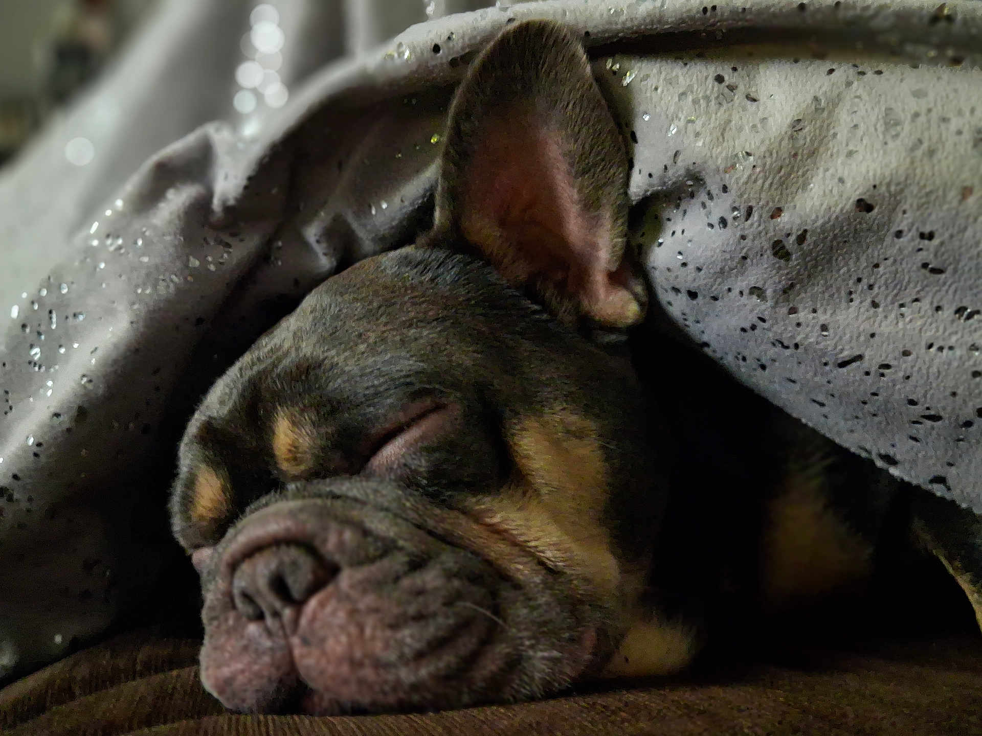 Gizmo joined the competition — help win amazing prizes! dog, sleeping, blanket, cozy, nap, wrinkled_face, ear, indoor, closeup, pet, resting, brown, fur, cute, relax, snuggle, soft_light, home, comfort, peaceful
