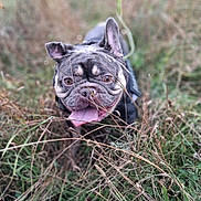 Gizmo is registered to the contest to win money with this photo: dog, french_bulldog, tongue_out, grass, outdoor, pet, animal, nature, happy, playful, snout, ears, brown_eyes, canine, field, closeup, muzzle, fur, daylight, cute